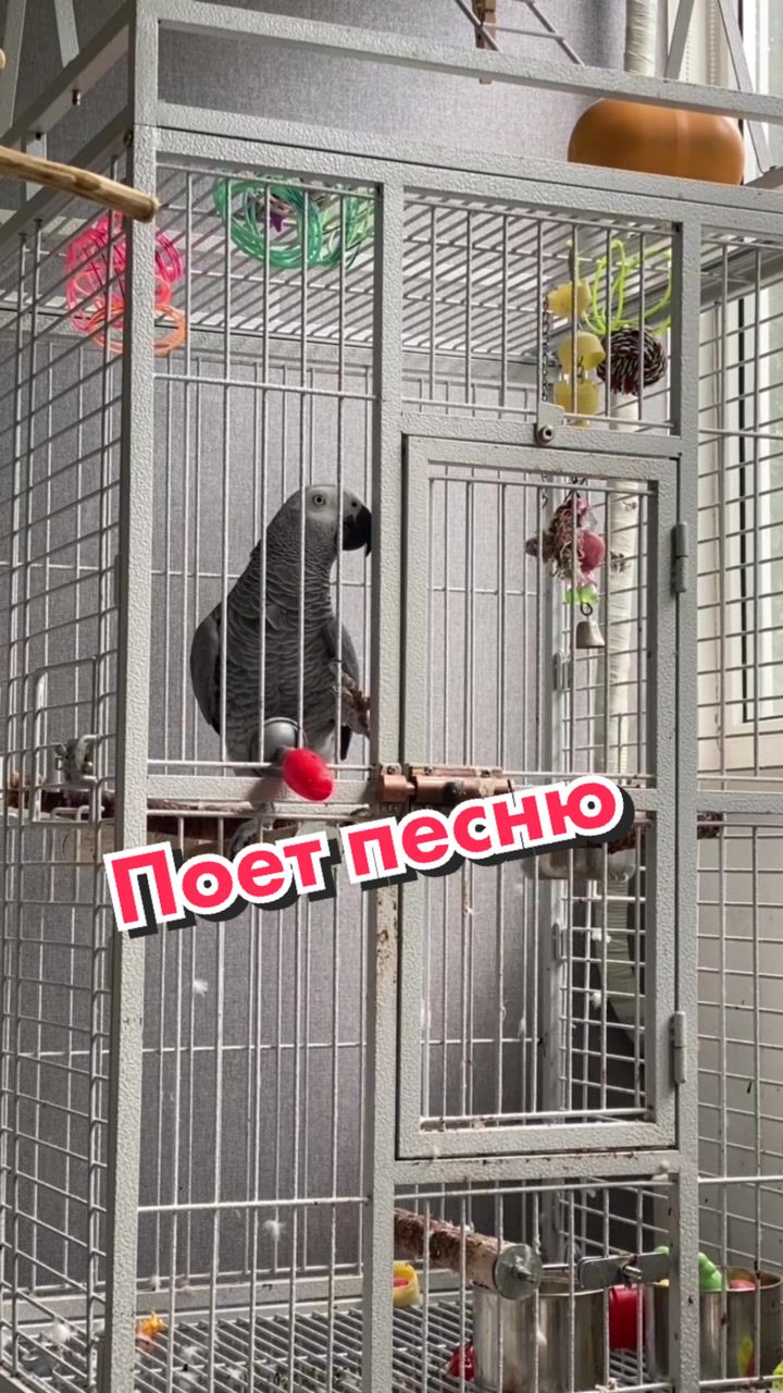 @Жако Кира