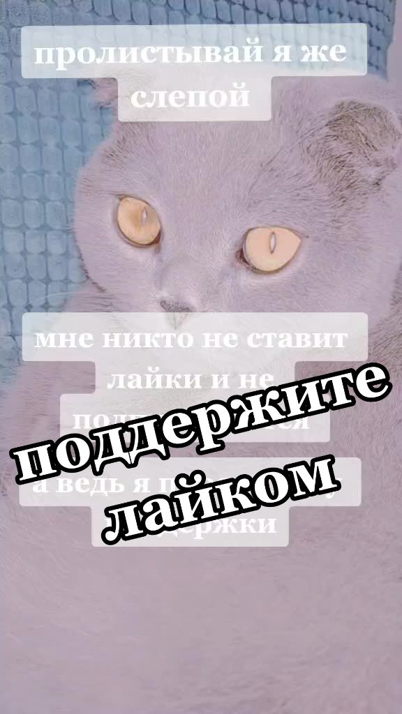 @Love Cats