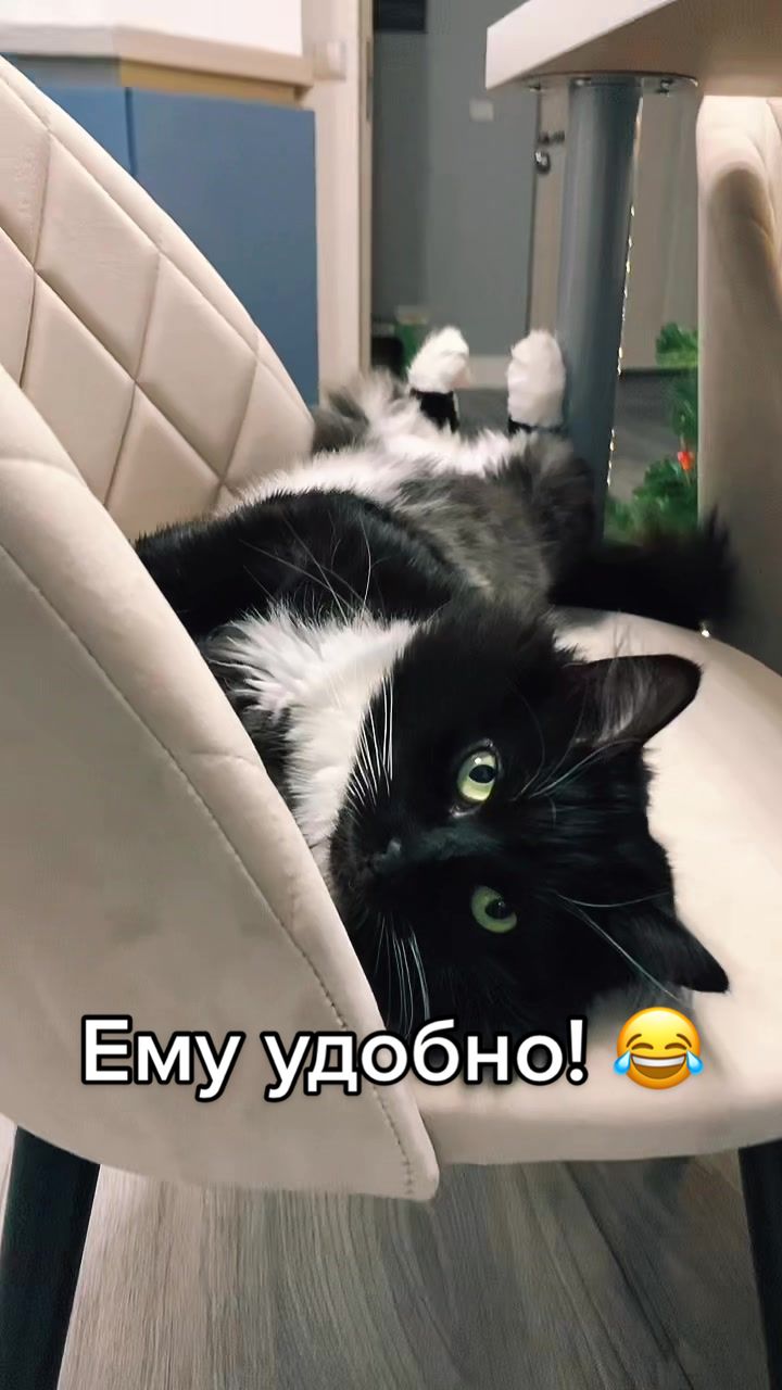 @КОТ МУЖИК 🐾