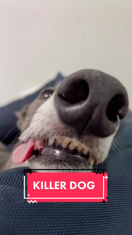 @harrythegreathound
