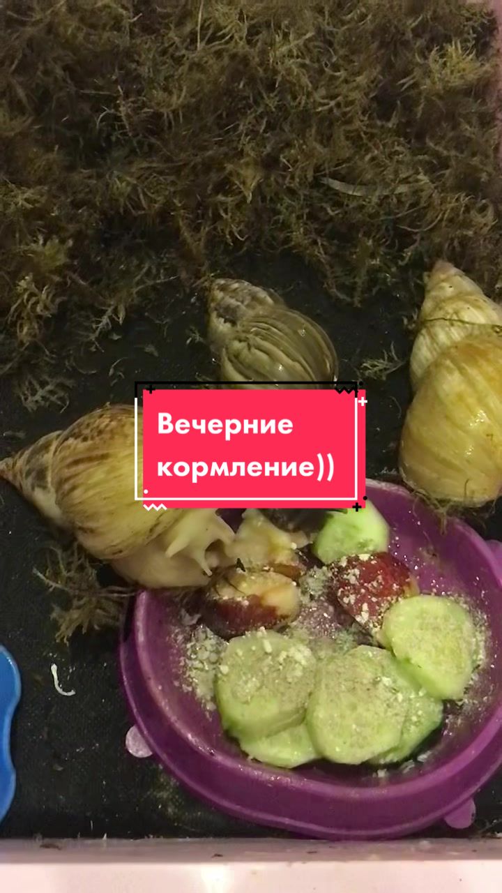 @Улиточки ахатины 🐌💕