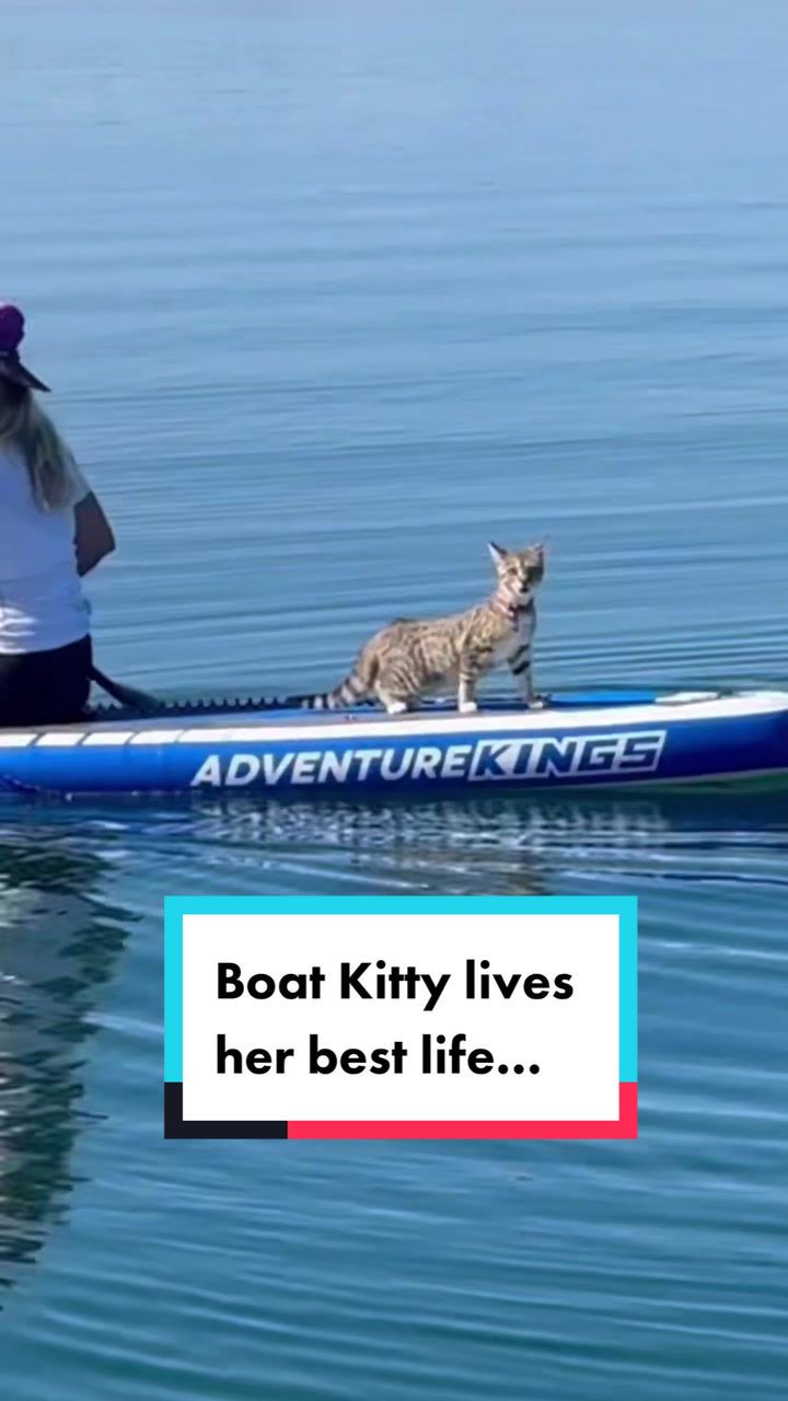 @thatcutecat