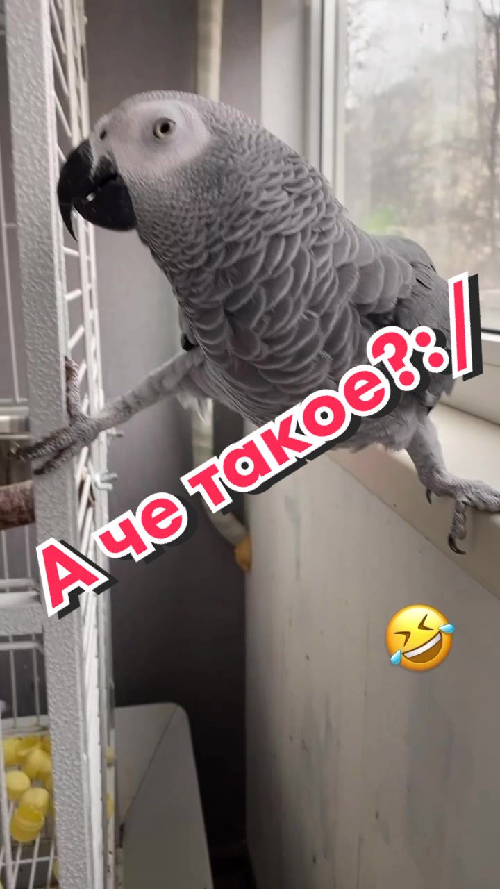 @Жако Кира