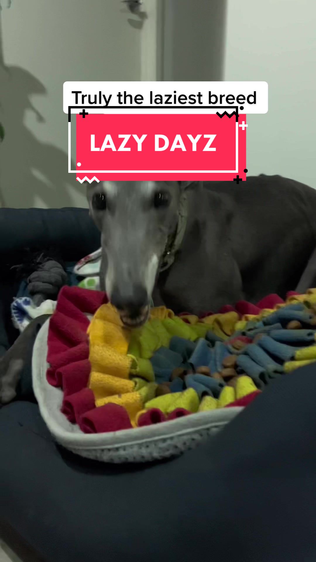 @harrythegreathound