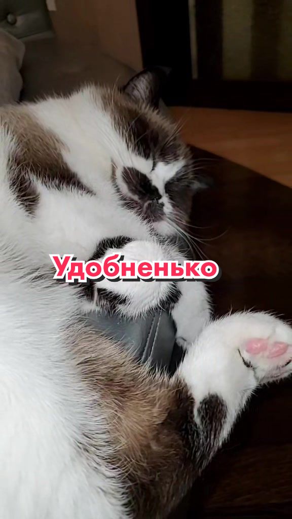 @Кот Клякса