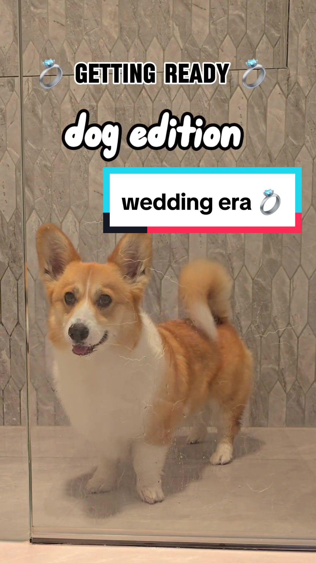 @Pocky the Corgi ๐ถ