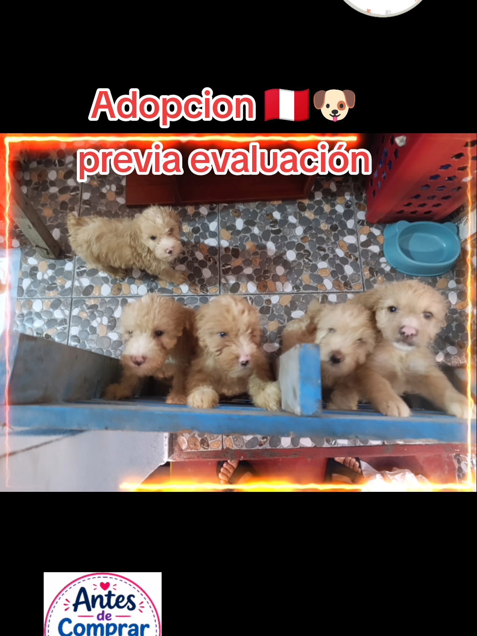 @Perritos Voladores