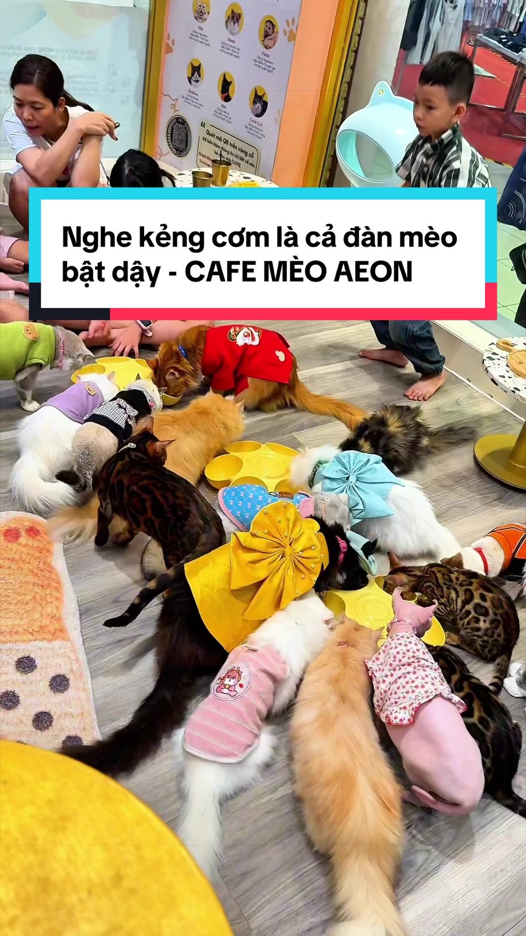 @Catfe 🐱