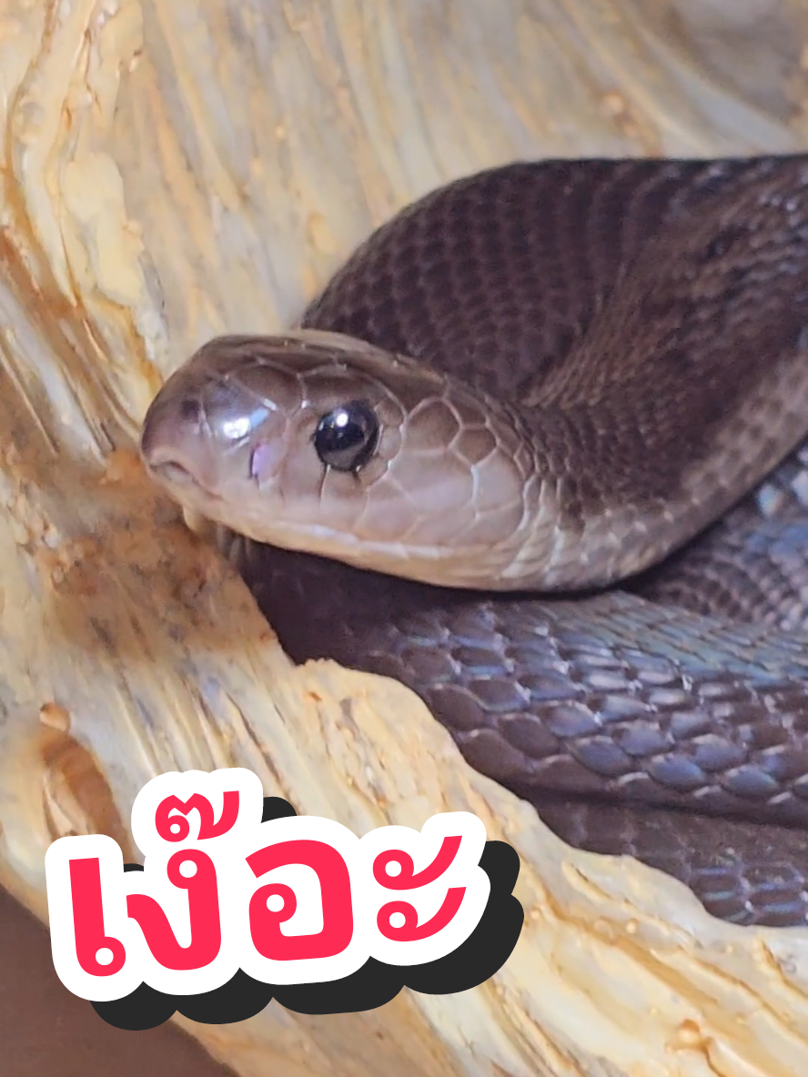 @NarondesU พ่องูคาราเมล