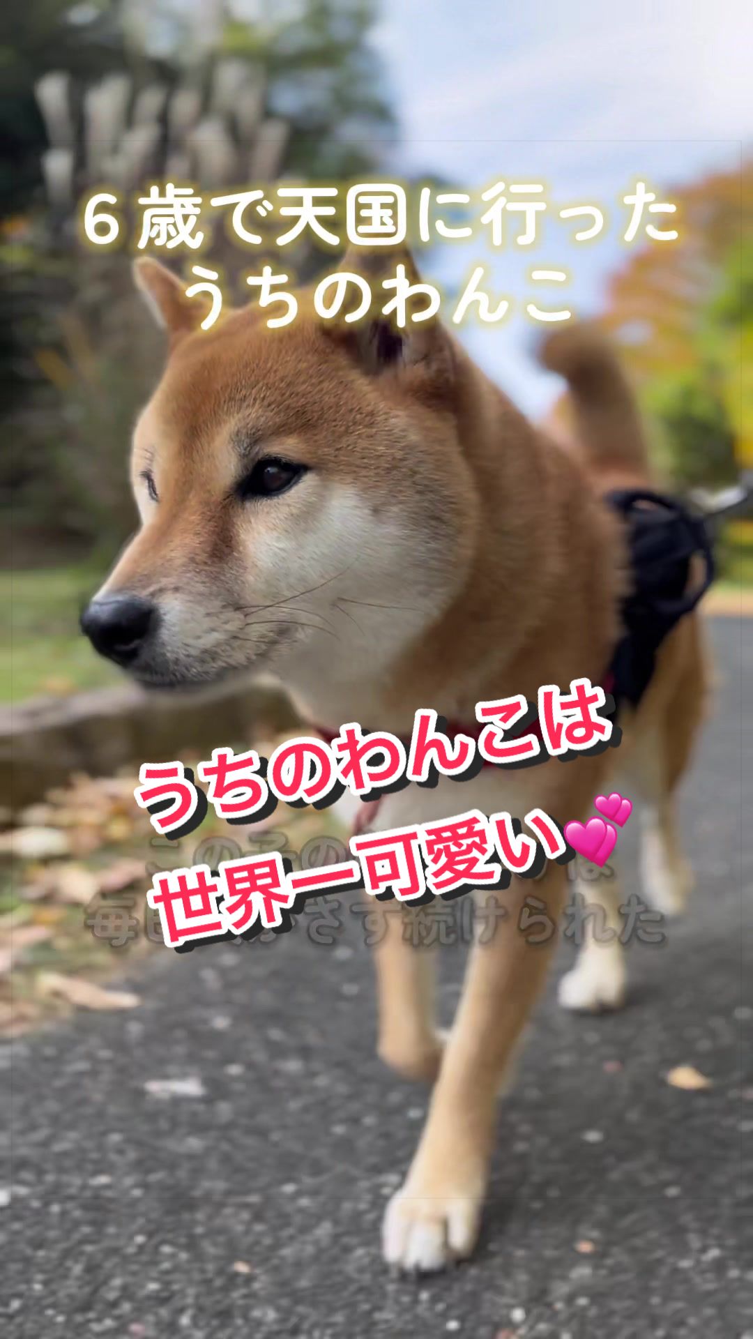@柴犬はな🐾