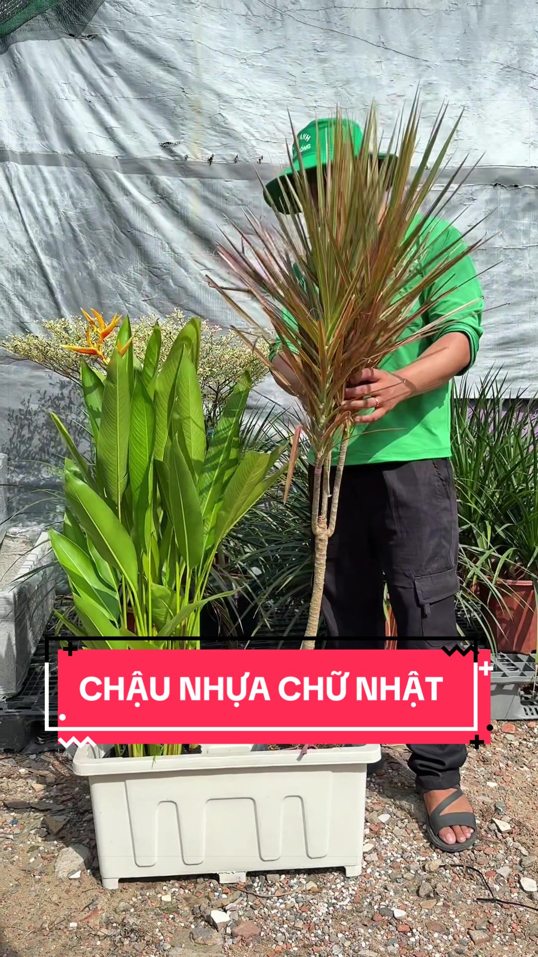 @C&acirc;y Xanh Phong Hồng