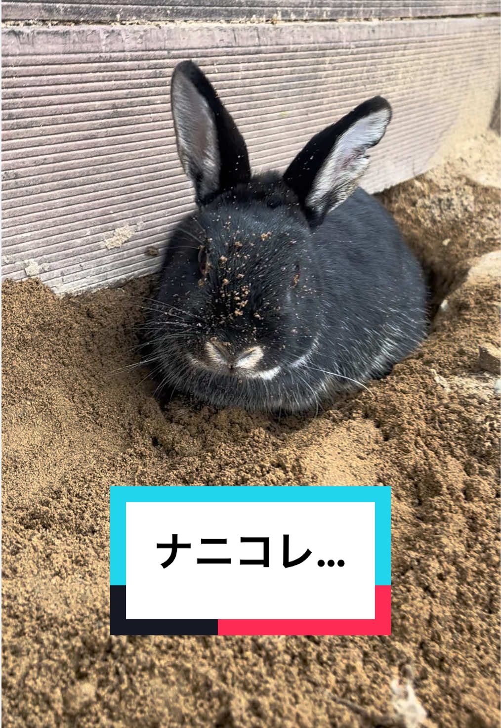 @【公式】月うさぎの里