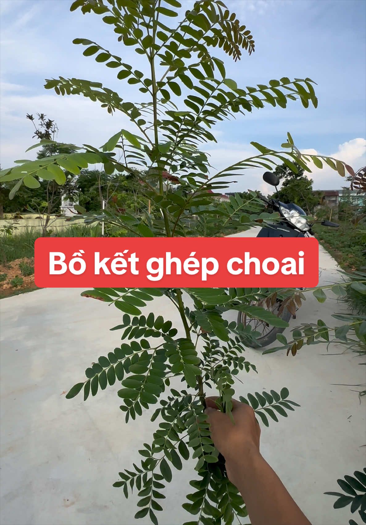 @Nh&agrave; Vườn Vũ Mai
