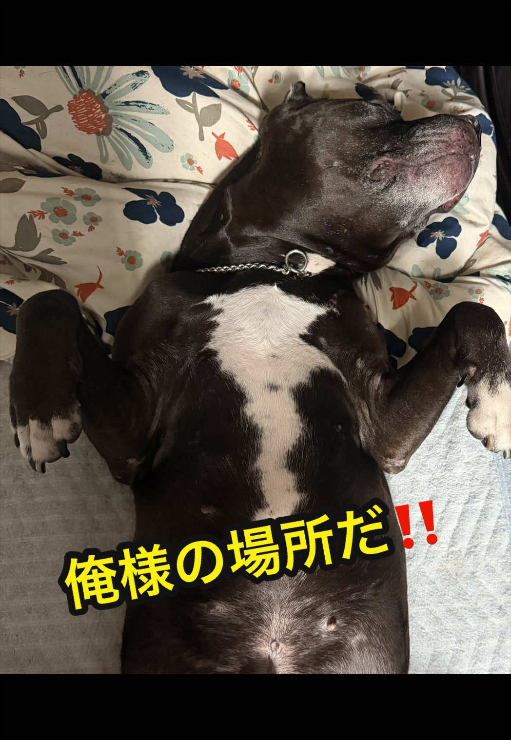 @✌︎·͜·(PᗜN)·͜· ︎︎ᰔᩚ