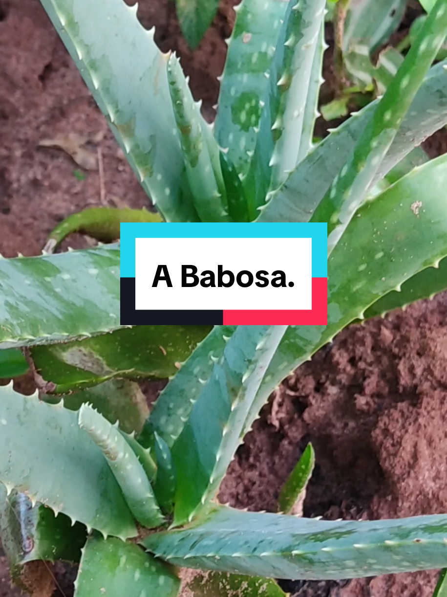 @natureza e sa&uacute;de