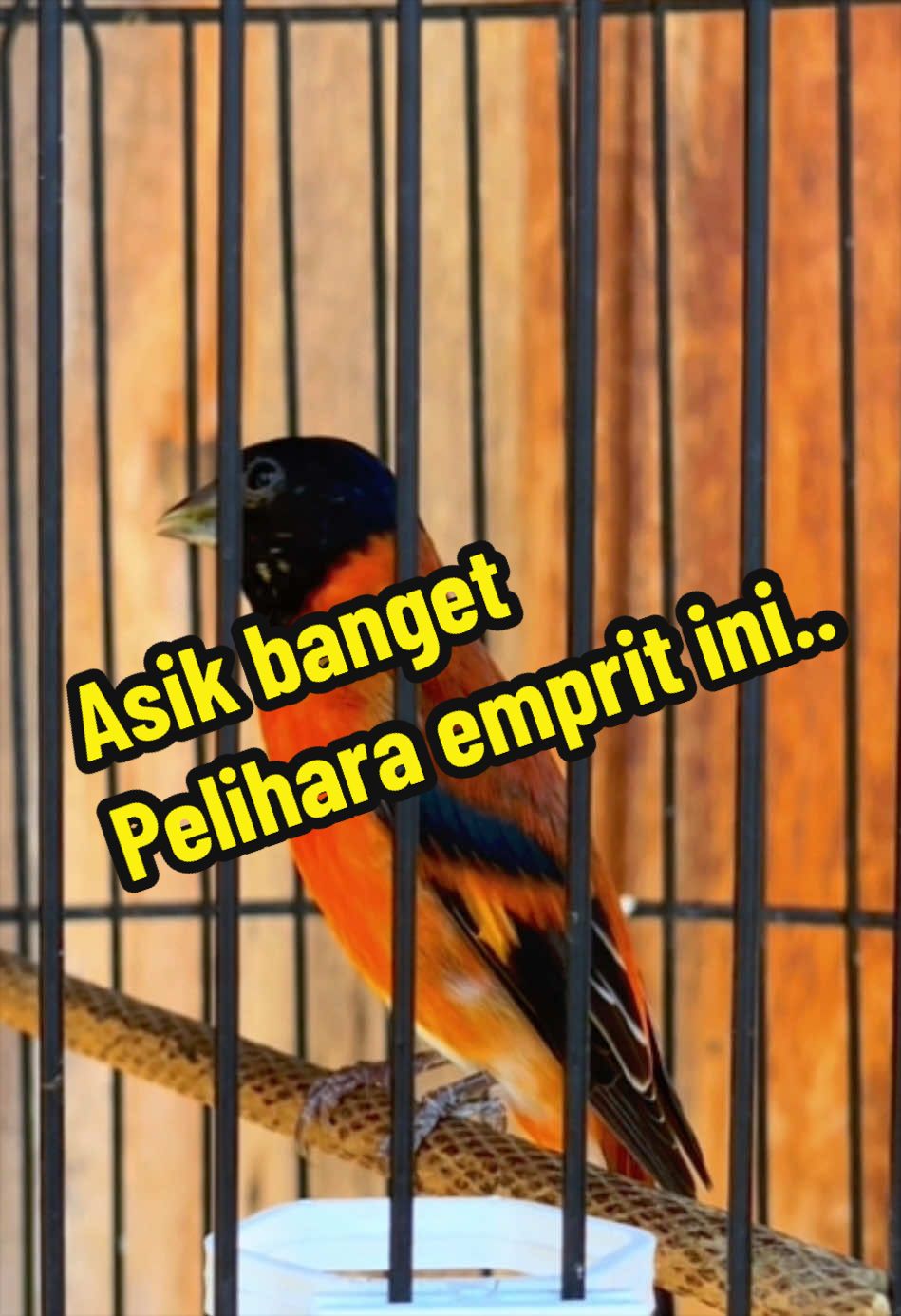 @GeDang Manuk
