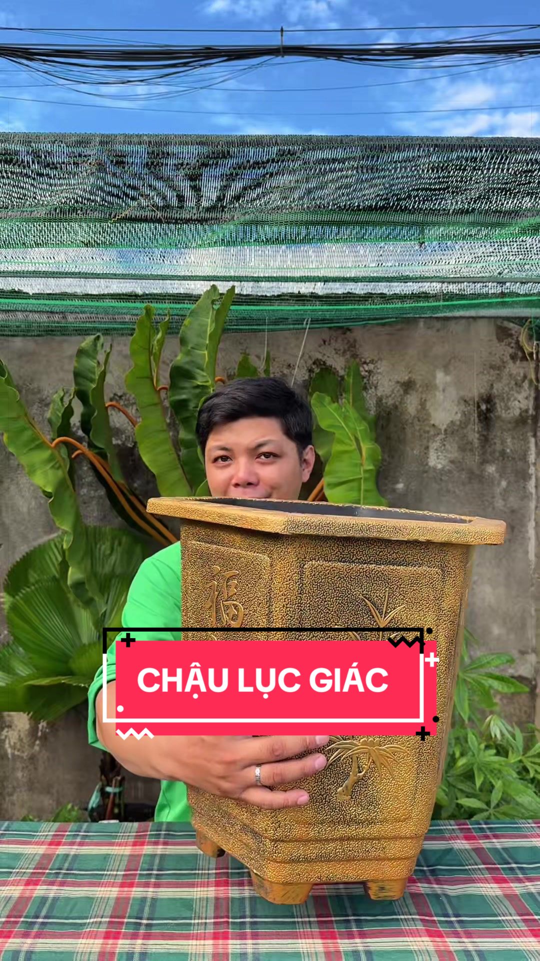 @C&acirc;y Xanh Phong Hồng