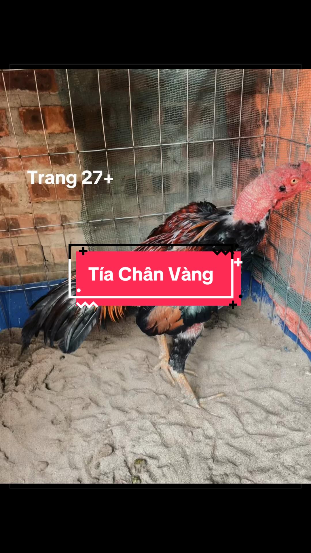 @Sinh gà Cỏ