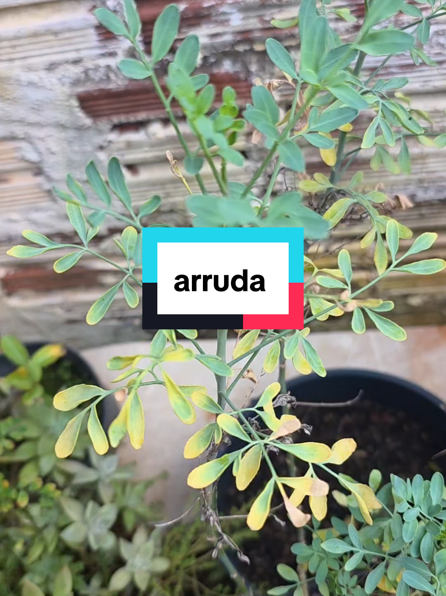 @Dicas e Receitas Naturais
