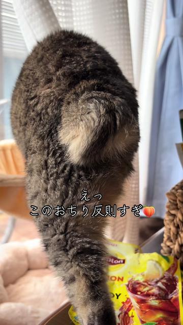 @まきまき🐈&zwj;⬛🦜