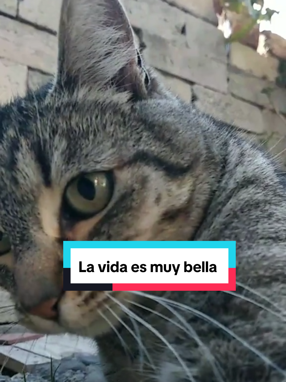 @Lunita🐱🌜