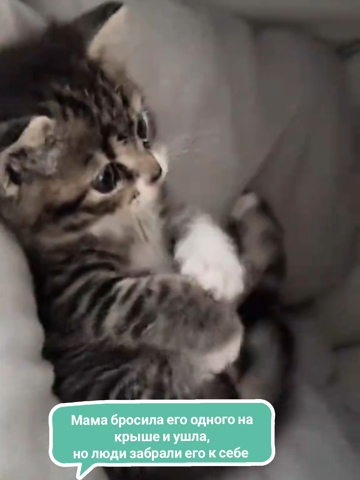 @RescueAnimals Nir