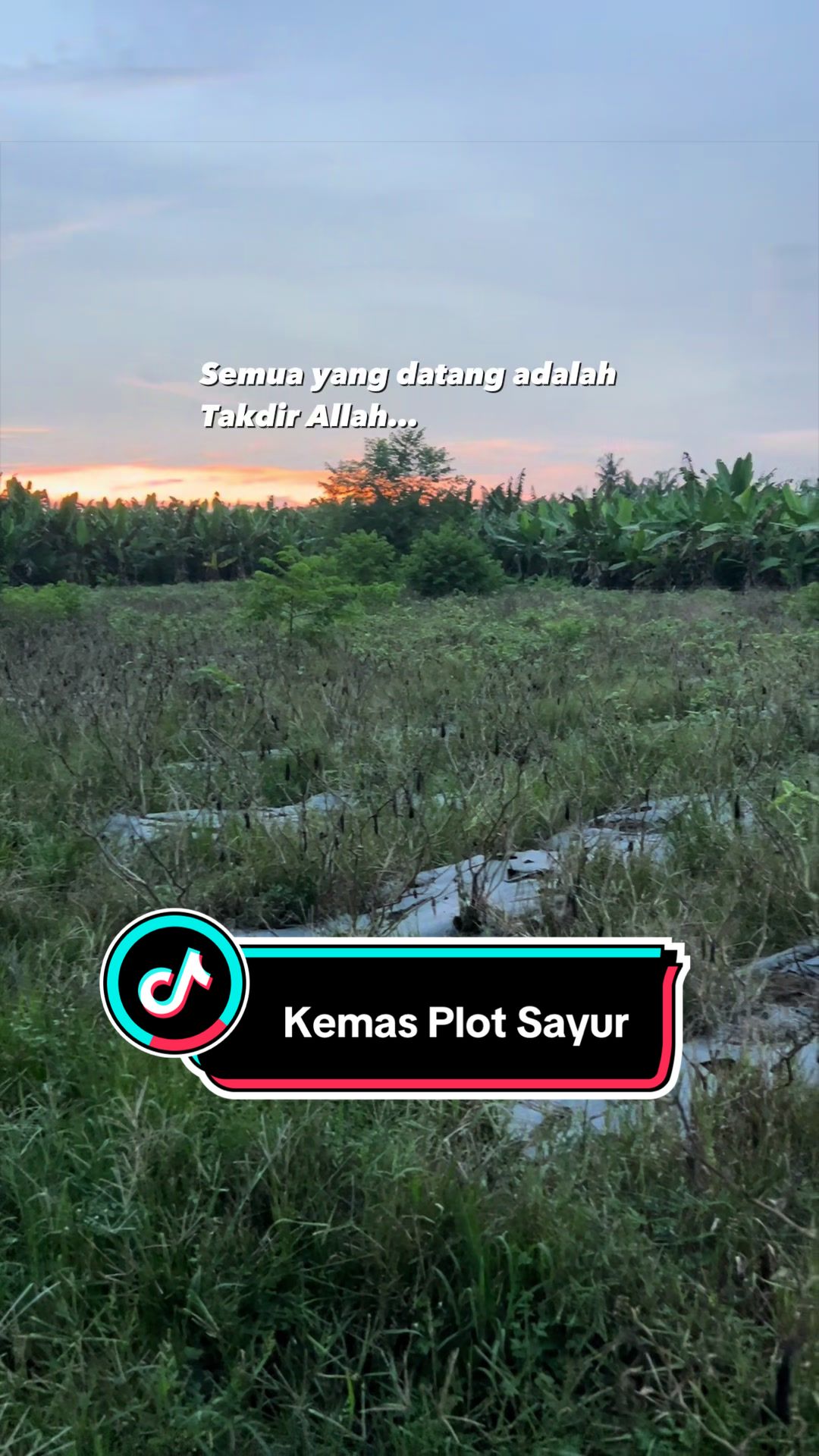 @Khairul Azwan | Petani Muda