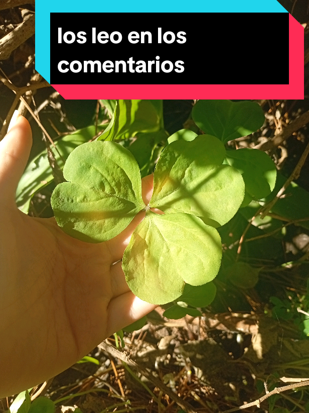 @polilla de caramelo