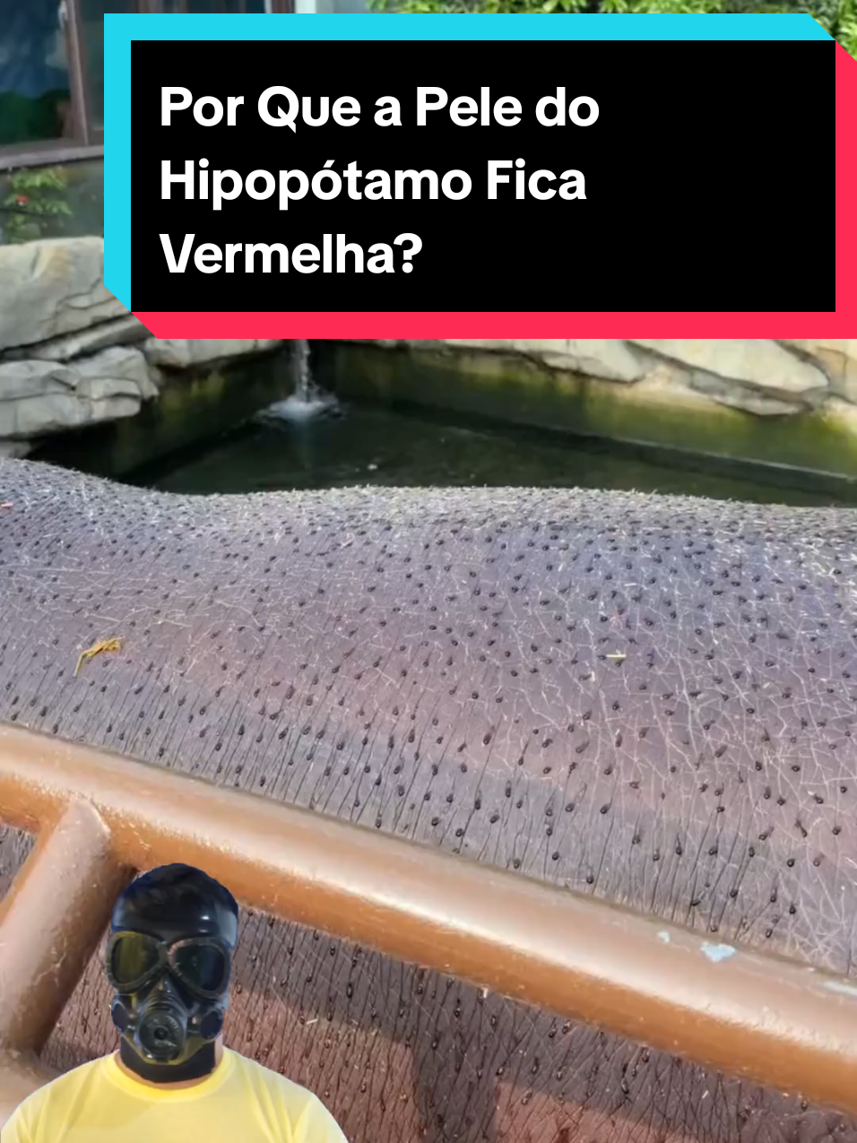 @Mundo da Curiosidades