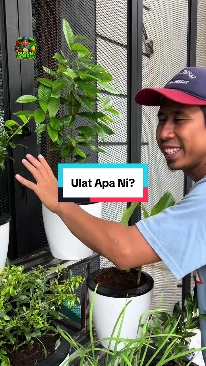 @Dusun Cikgu Mail