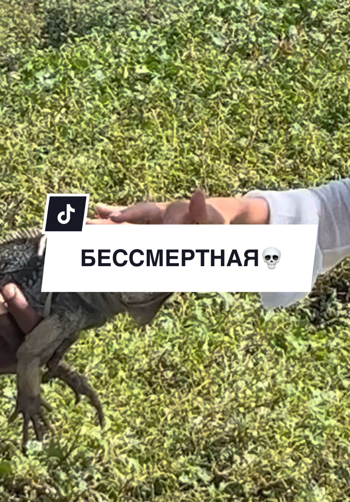 @DOBROWA