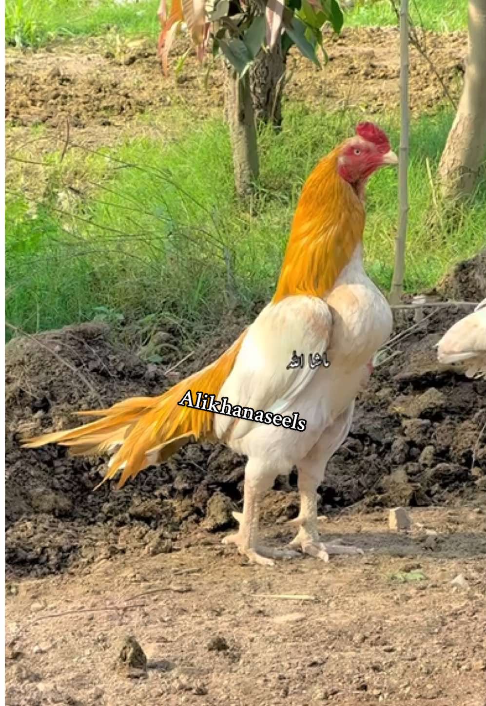 @علی خان اصیل