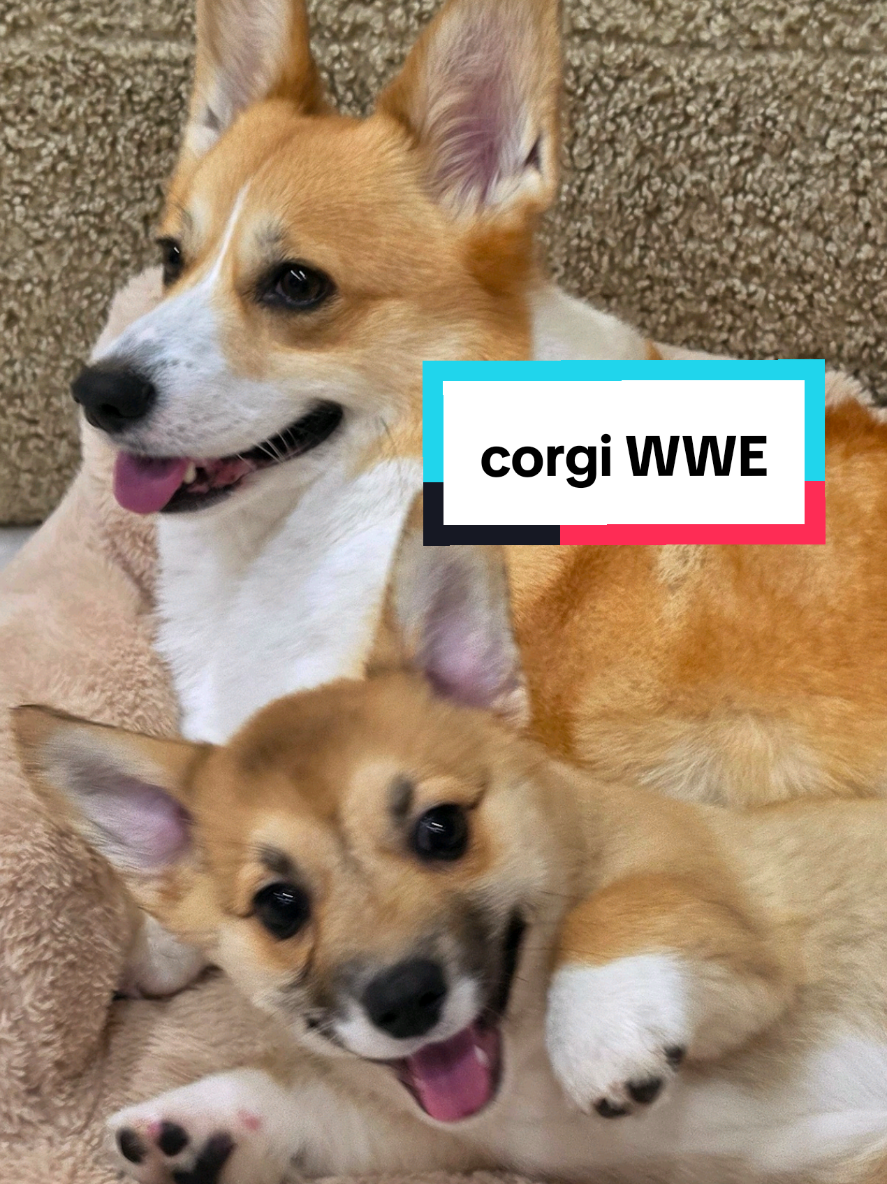 @Pocky the Corgi ๐ถ