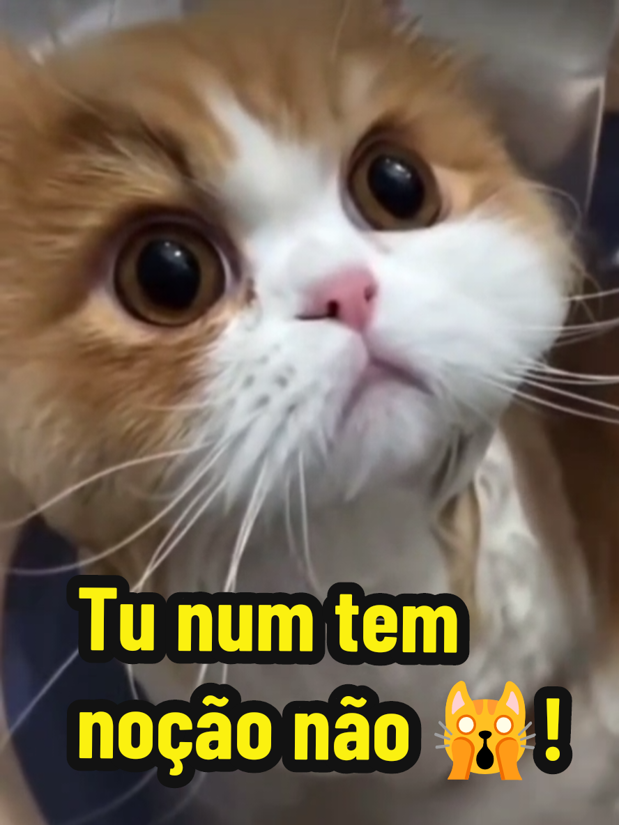 @Gatosetravessuras@10