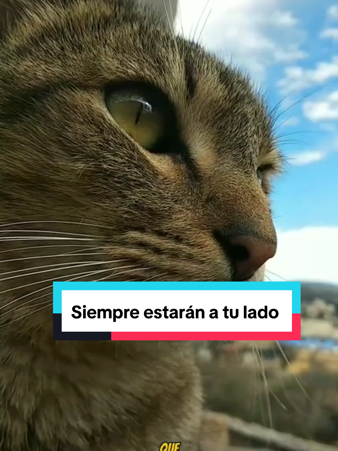 @Lunita🐱🌜