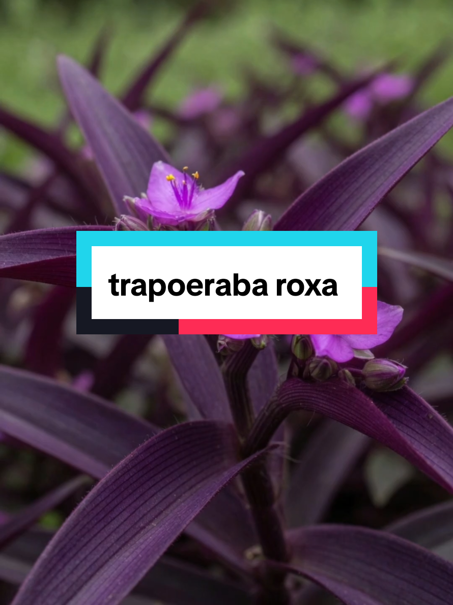 @Dicas e Receitas Naturais