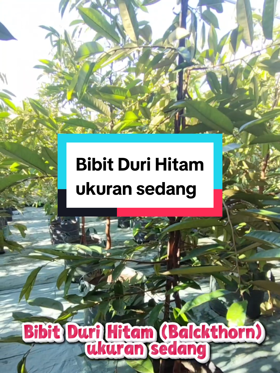 @Produksi Buah_SBS