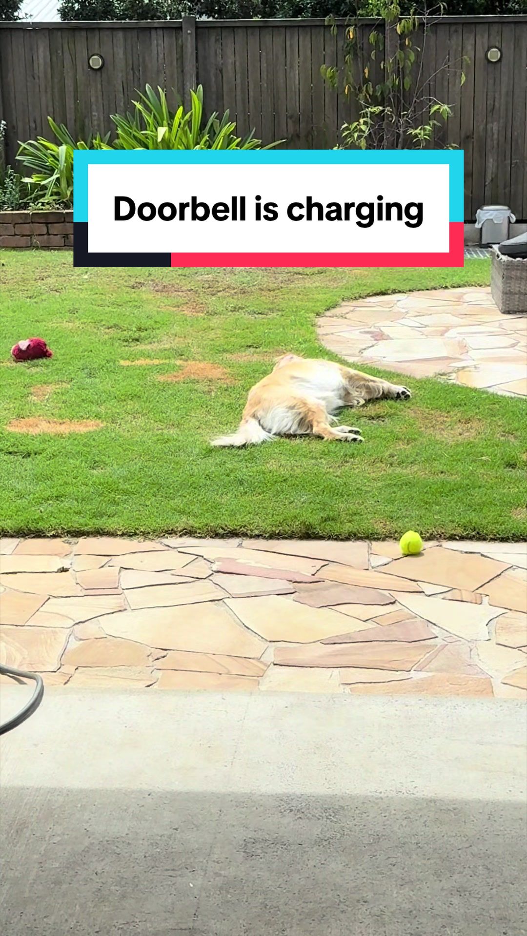 @3goldenretriever
