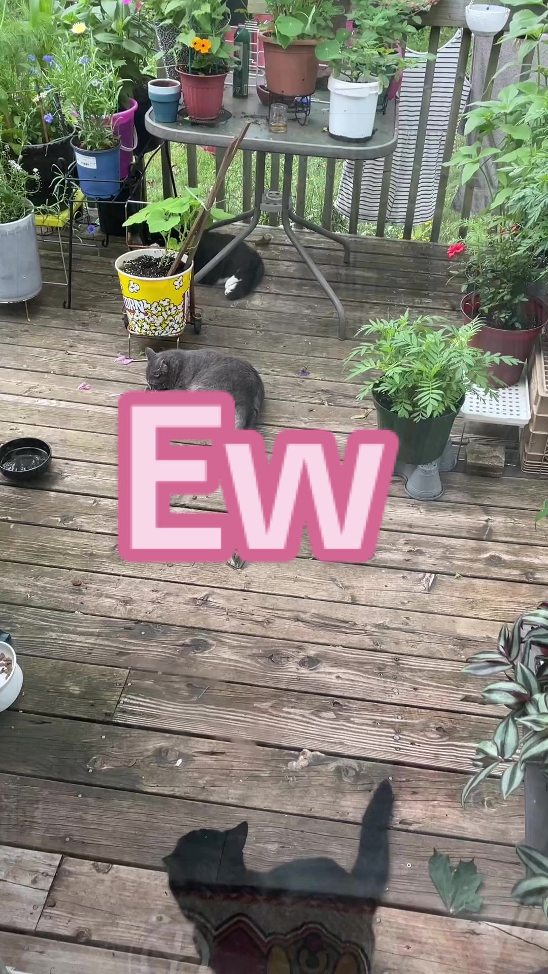 @Reznor_the_cat🪽