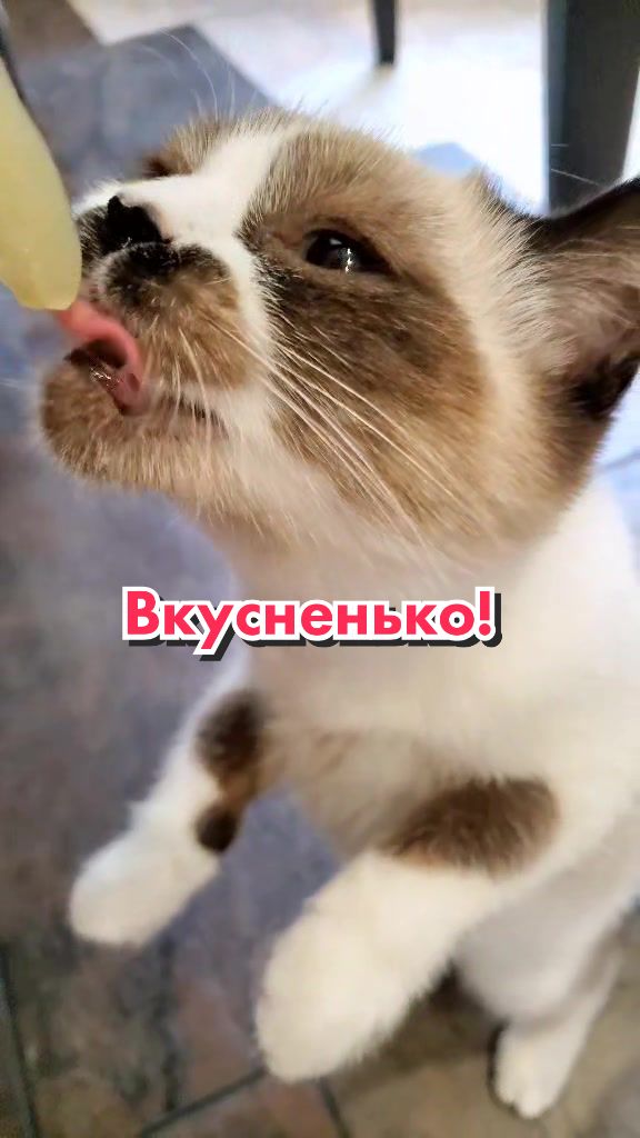 @Кот Клякса