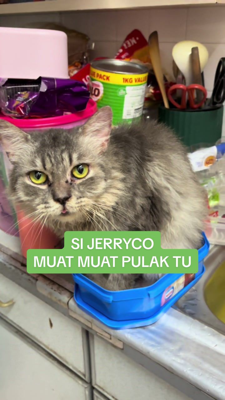 @WAWANIS NUR