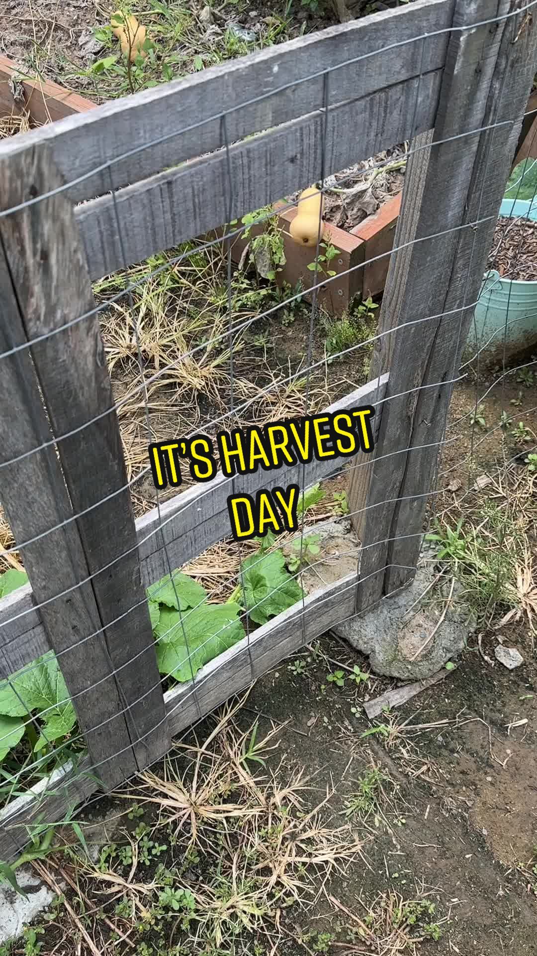 @Thegoatfather