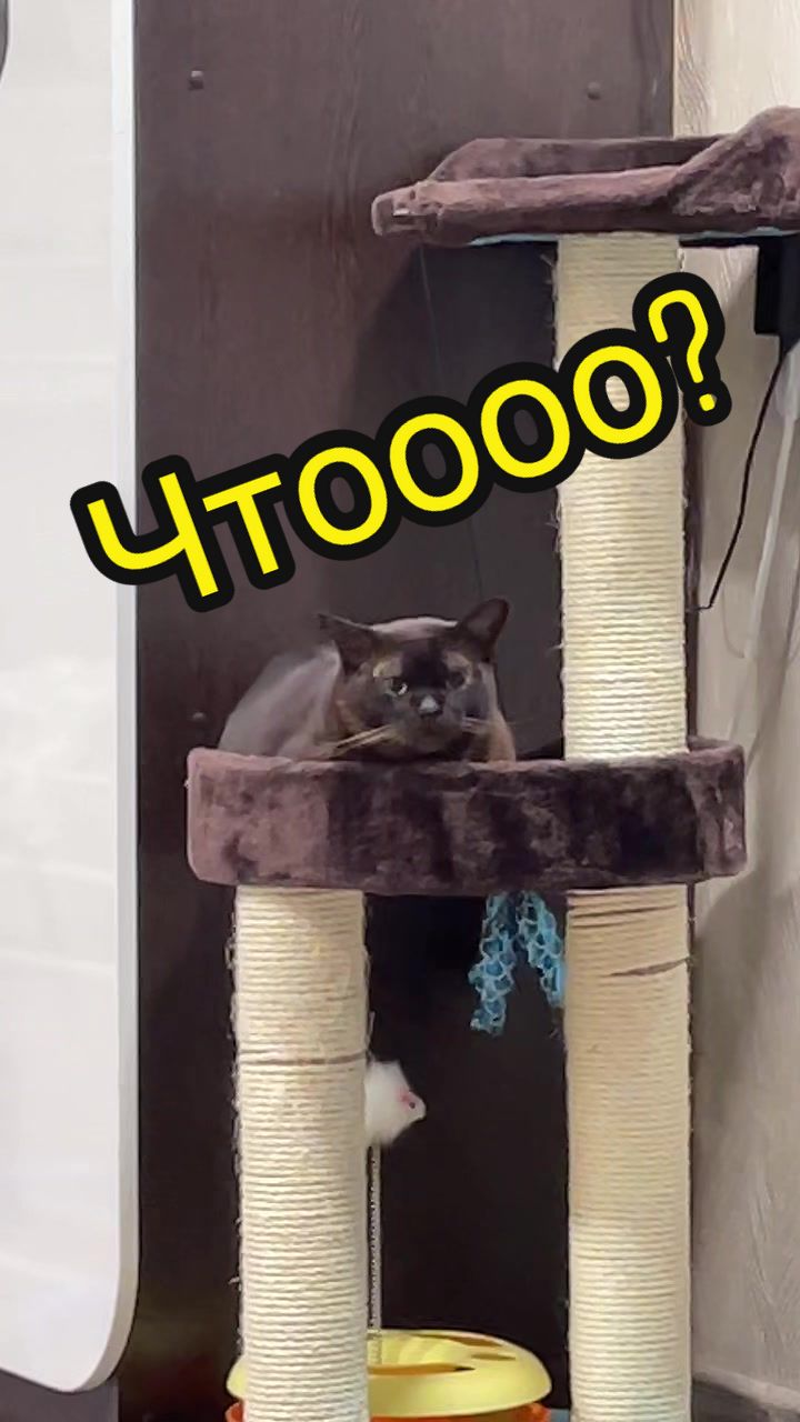 @Кот Мориска