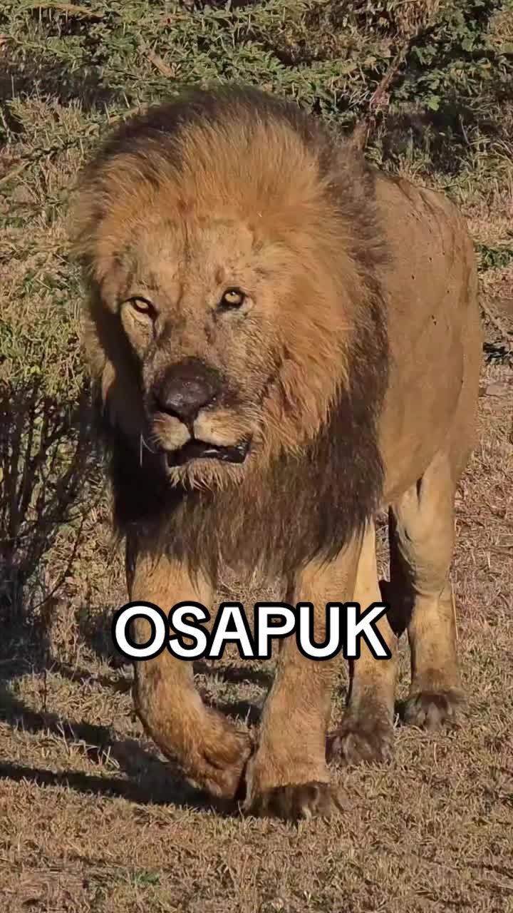 @Nai (aka Lion Expert)
