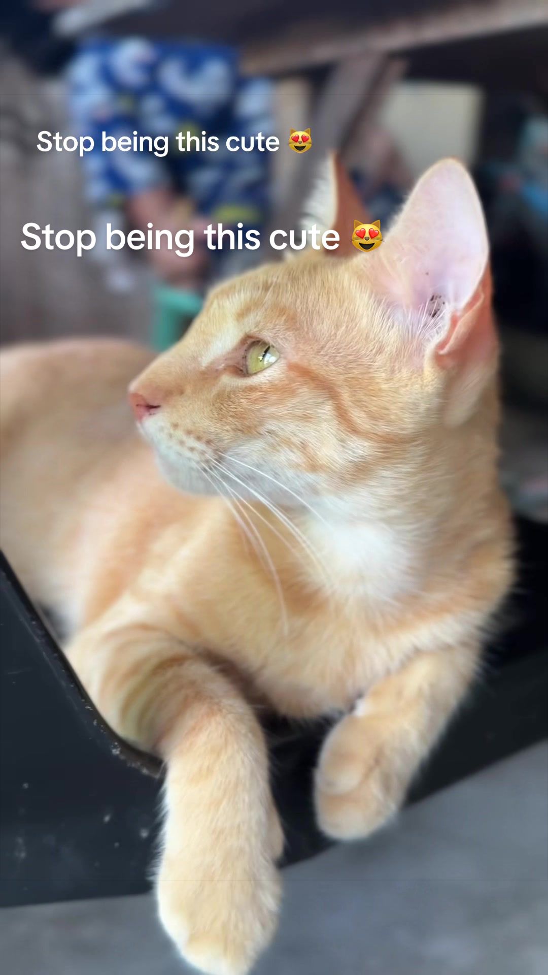 @Golden Whiskers