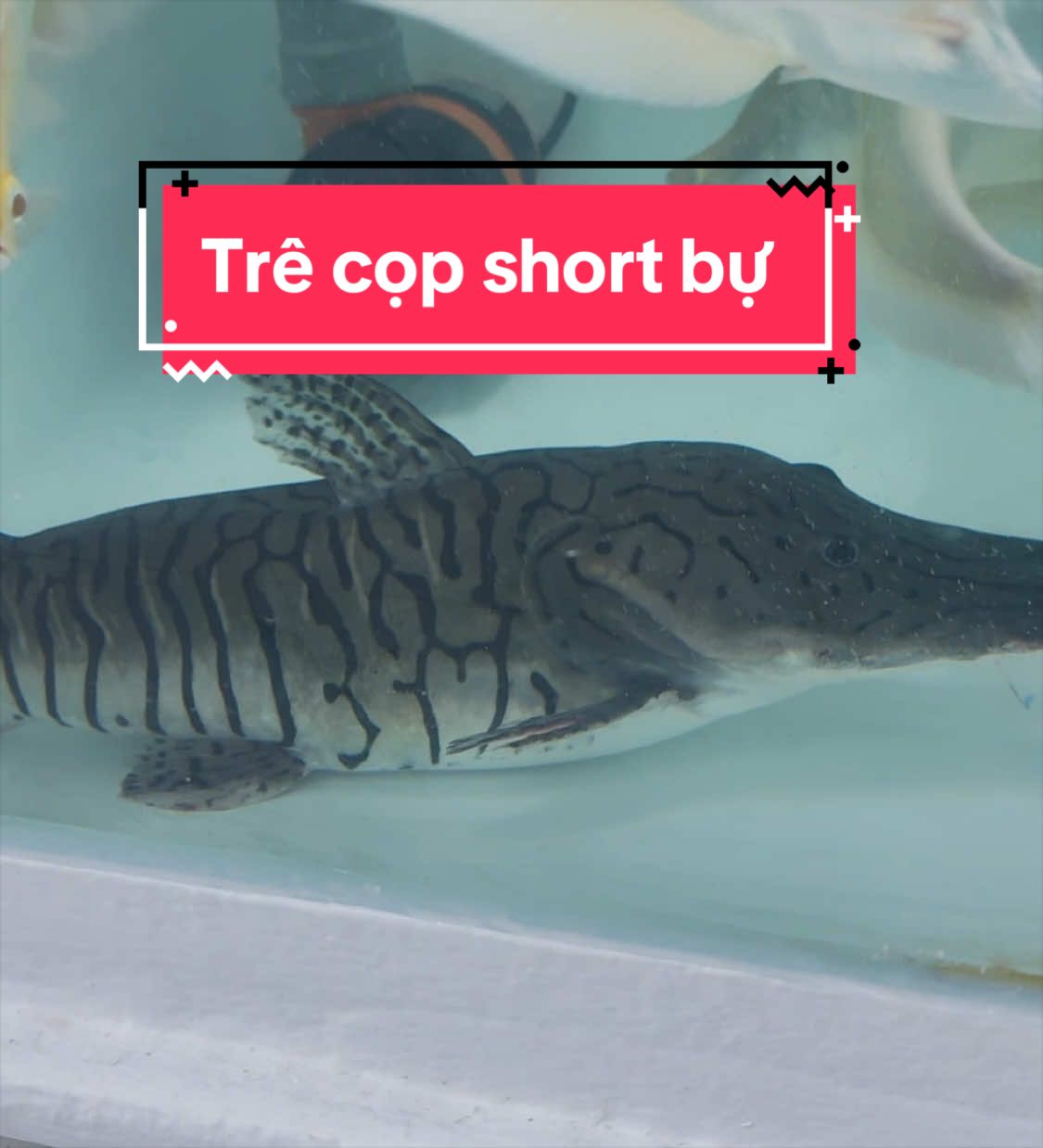@Ph&aacute;t Đạt B&aacute;n C&aacute; 😎🐠🦈