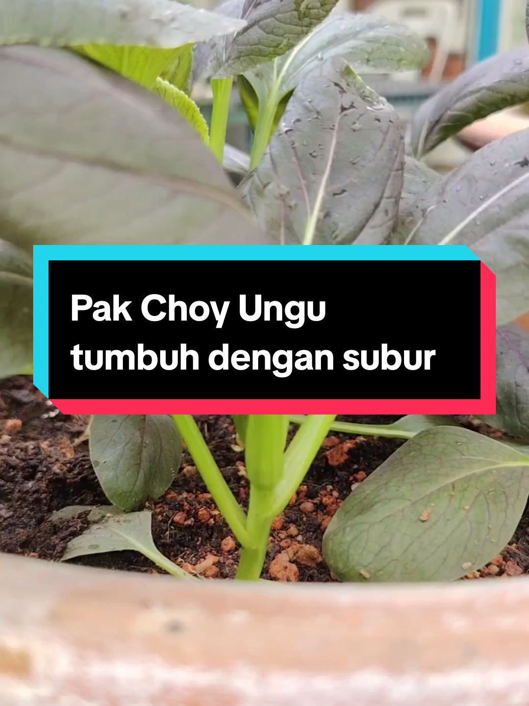 @Kakak Rose