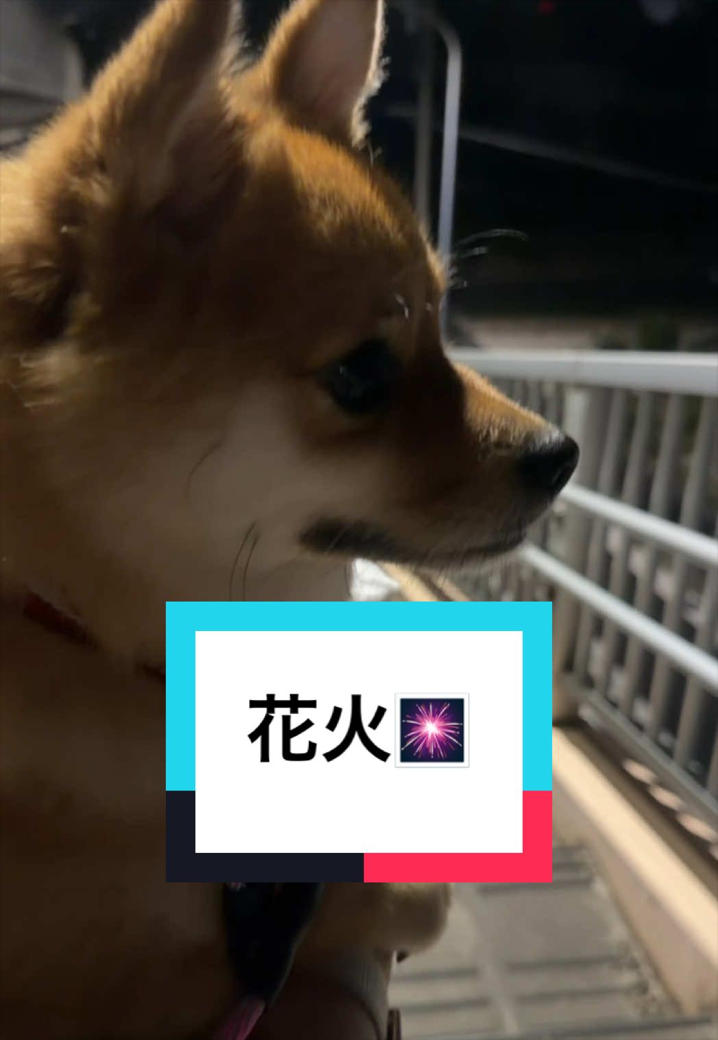 @🐶とん&ぺっぺこぺー🦊
