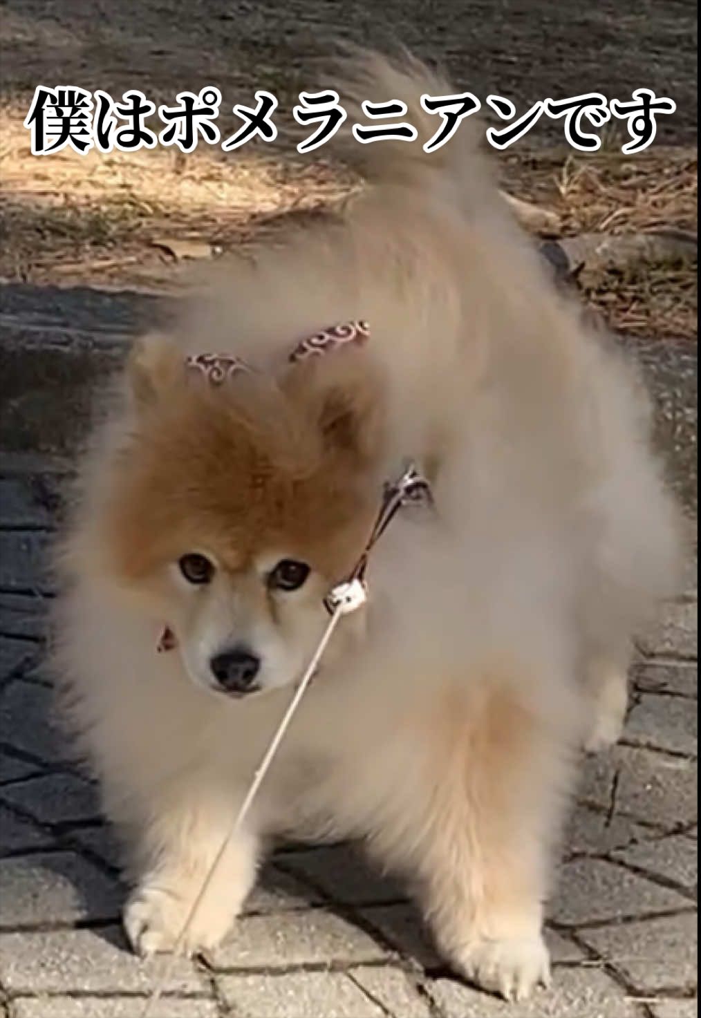 @ポメラニアン🐾えびす