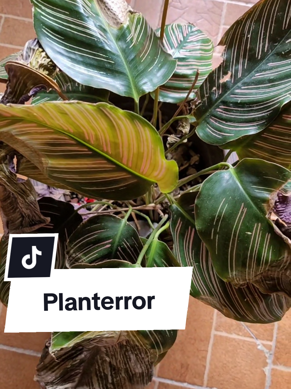 @Plantología🌿